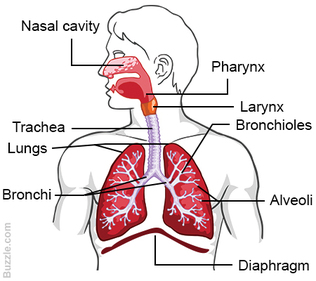 Respiratory & Digestive system - General Human Physiology -- The most