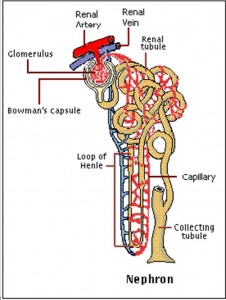 Urinary & Reproductive system - General Human Physiology -- The most